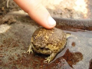 👈-Frogs_Toads @spatanx, Telegram Sticker