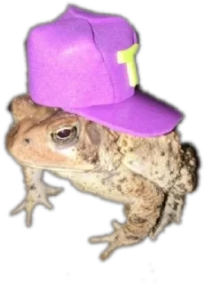 🧢-Frogs_Toads @spatanx, Telegram Sticker