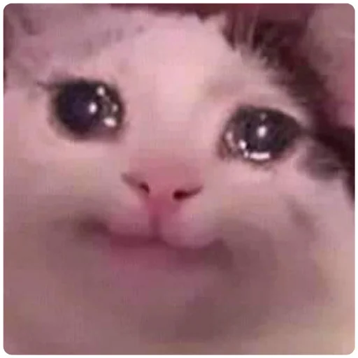 Cat Crying, telegram sticker