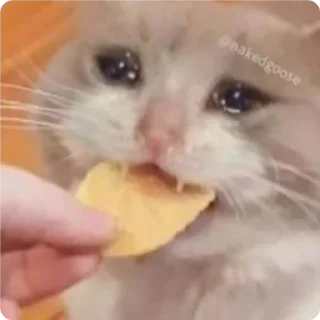 😰-Cat Crying, Telegram Sticker