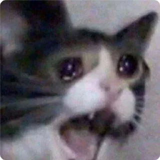 😩-Cat Crying, Telegram Sticker