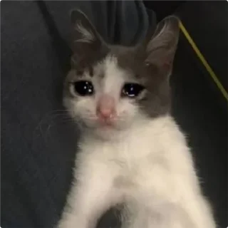 🥺-Cat Crying, Telegram Sticker