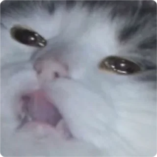 😩-Cat Crying, Telegram Sticker