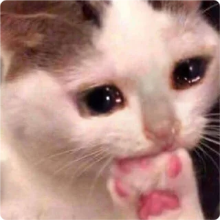 🤔-Cat Crying, Telegram Sticker