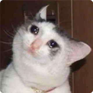 🙃-Cat Crying, Telegram Sticker