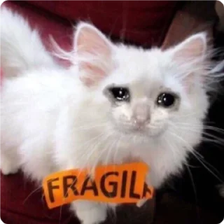 🥺-Cat Crying, Telegram Sticker