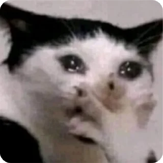 🤭-Cat Crying, Telegram Sticker
