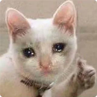 👍-Cat Crying, Telegram Sticker