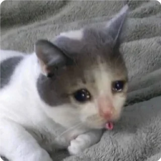 👅-Cat Crying, Telegram Sticker