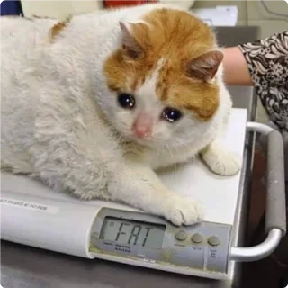 😞-Cat Crying, Telegram Sticker