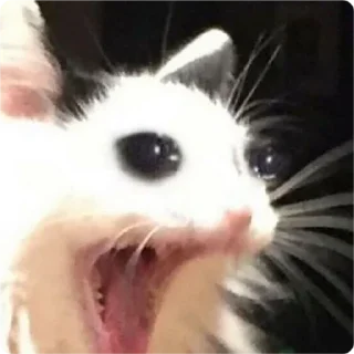 😱-Cat Crying, Telegram Sticker