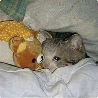 😴-Cat Crying, Telegram Sticker
