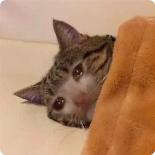 🛏-Cat Crying, Telegram Sticker