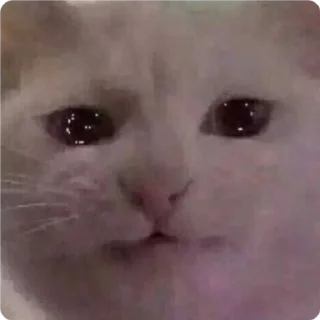 😐-Cat Crying, Telegram Sticker