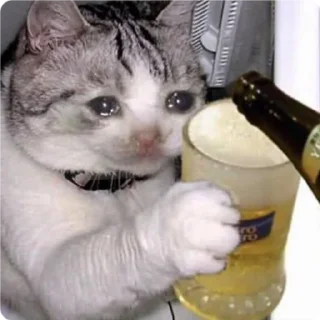 🍺-Cat Crying, Telegram Sticker