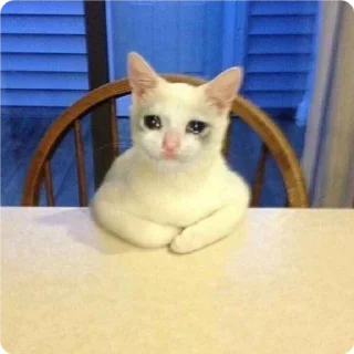 🙇‍♂-Cat Crying, Telegram Sticker