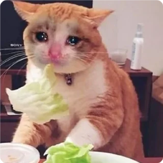 🥗-Cat Crying, Telegram Sticker