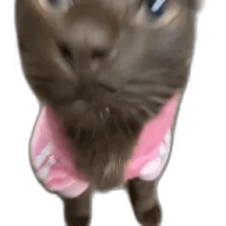 🎉-Взгляни -> @EREZYBACK :: @fStikBot, Telegram Sticker