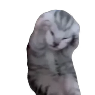 🙀-Взгляни -> @EREZYBACK :: @fStikBot, Telegram Sticker