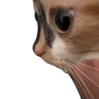 🙃-Взгляни -> @EREZYBACK :: @fStikBot, Telegram Sticker