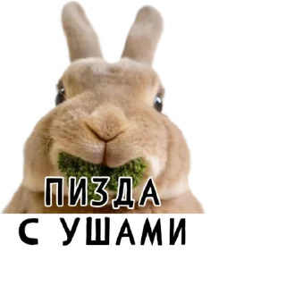 🐇-Гнилые кролики @gnilyebaby, Telegram Sticker