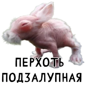 🧑‍🦲-Гнилые кролики @gnilyebaby, Telegram Sticker