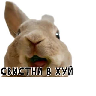 😗-Гнилые кролики @gnilyebaby, Telegram Sticker