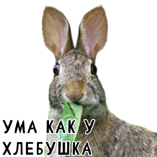 🍞-Гнилые кролики @gnilyebaby, Telegram Sticker