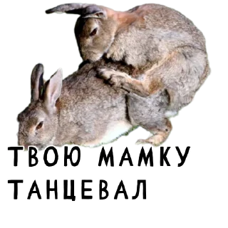 🔞-Гнилые кролики @gnilyebaby, Telegram Sticker
