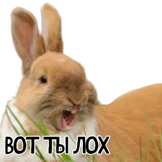 😜-Гнилые кролики @gnilyebaby, Telegram Sticker