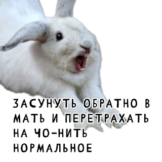 🤰-Гнилые кролики @gnilyebaby, Telegram Sticker
