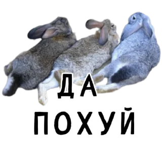 🏖-Гнилые кролики @gnilyebaby, Telegram Sticker