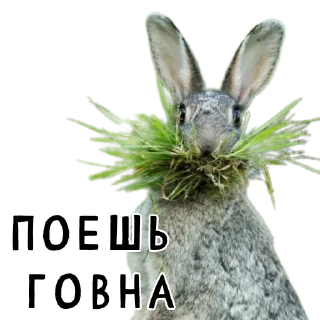 💩-Гнилые кролики @gnilyebaby, Telegram Sticker