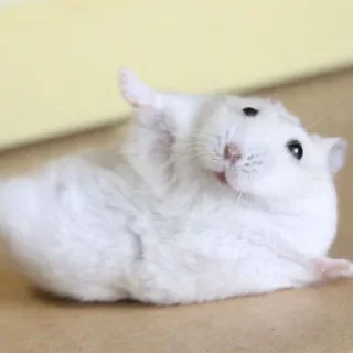 😮‍💨-Hamsters, Telegram Sticker