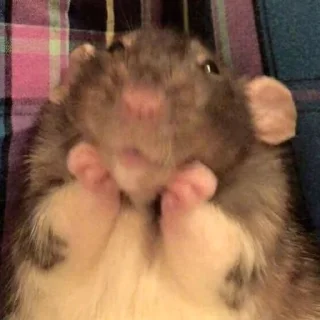🤗-Hamsters, Telegram Sticker