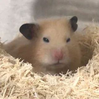 😣-Hamsters, Telegram Sticker