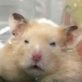 😣-Hamsters, Telegram Sticker