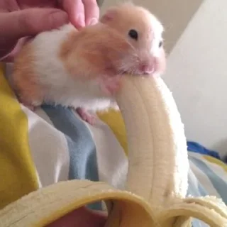 😏-Hamsters, Telegram Sticker