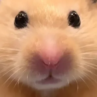 😳-Hamsters, Telegram Sticker