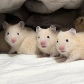 😯-Hamsters, Telegram Sticker