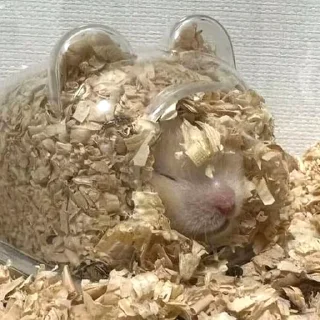 😴-Hamsters, Telegram Sticker
