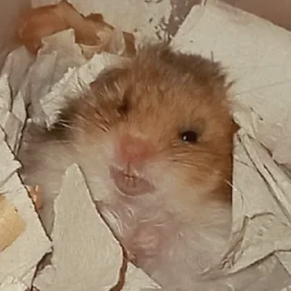 😠-Hamsters, Telegram Sticker