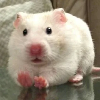 😨-Hamsters, Telegram Sticker