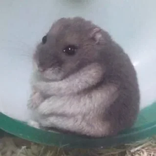 🥺-Hamsters, Telegram Sticker