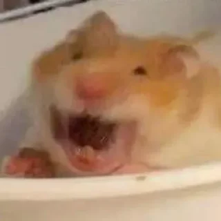 🤣-Hamsters, Telegram Sticker