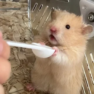 😦-Hamsters, Telegram Sticker