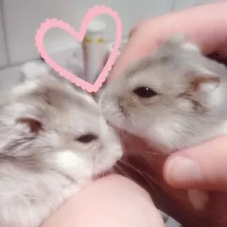 🥰-Hamsters, Telegram Sticker