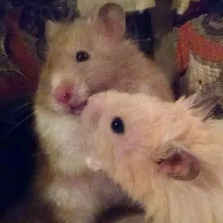 🥰-Hamsters, Telegram Sticker