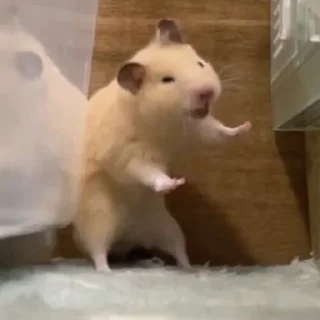 😅-Hamsters, Telegram Sticker