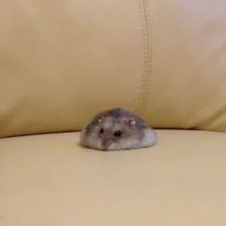 😪-Hamsters, Telegram Sticker